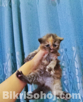 Tortoiseshell Female Kitten